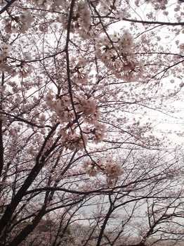 2013.03.23　お花見（東方公園）