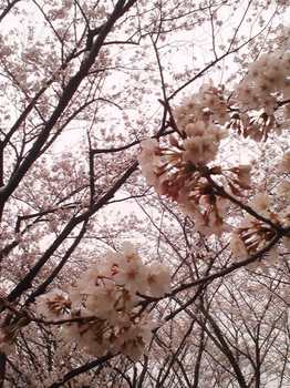 2013.03.23　お花見（東方公園）